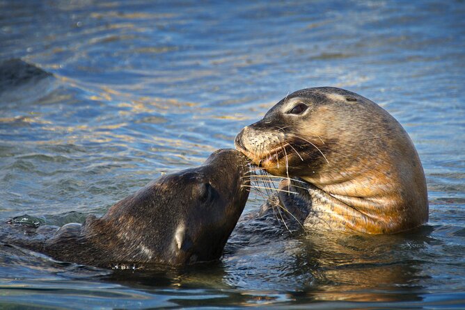 Dolphin, Sea Lion and Penguin Island Cruise - Who this cruise suits best