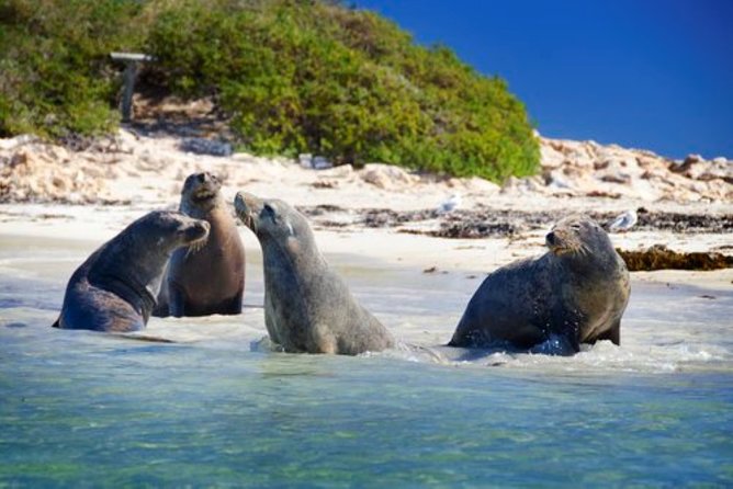 Dolphin, Sea Lion and Penguin Island Cruise - The Shoalwater Islands Marine Park stop: the part you can plan around
