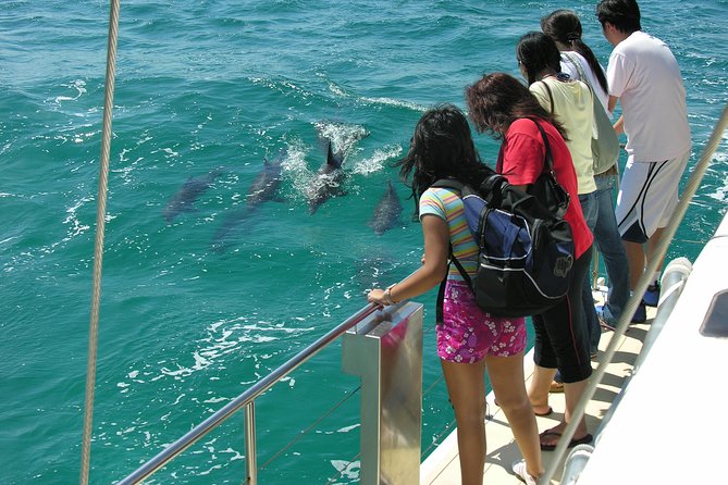 Dolphin Watch + Sailing - Port Stephens - Key things to know before you go
