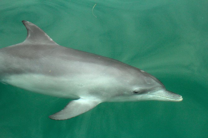 Dolphin Watch + Sailing - Port Stephens - What the guide commentary adds (and why it matters)