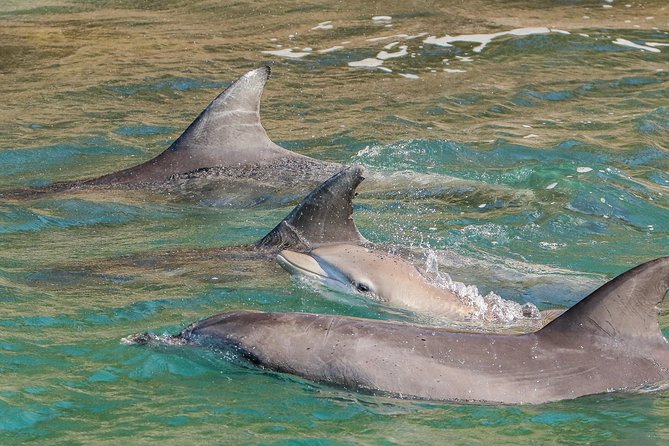 Dolphin Watch + Sailing - Port Stephens - When the crew hoists the sails, the whole mood shifts