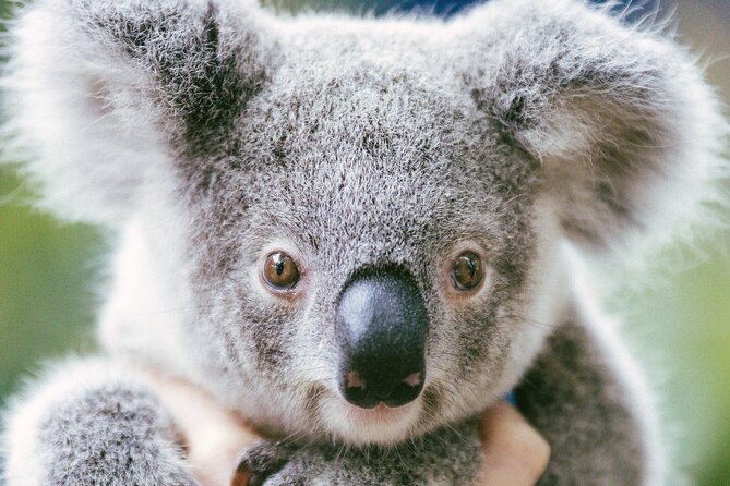 Dreamworld Gold Coast 1-Day Pass – Thrills & Wildlife Encounters - WILD with Australian Geographic featuring Our Country, seeing animals vs encounters