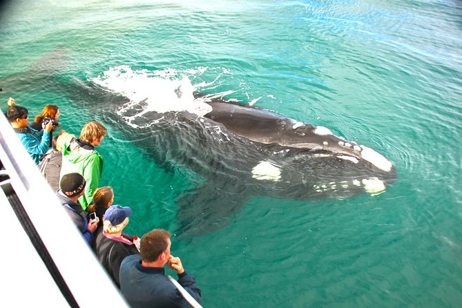 Dunsborough Whale Watching Eco Tour - How the 2.5 Hours Works on the Water