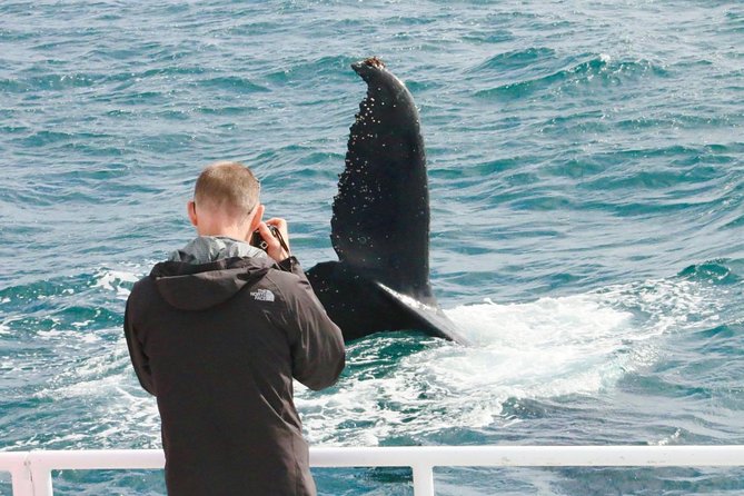Dunsborough Whale Watching Eco Tour - Marine Biologist Commentary That Helps You Predict What Happens Next