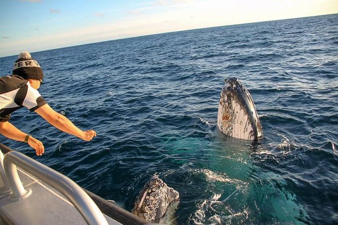 Dunsborough Whale Watching Eco Tour - Tea, Coffee, Cookies, and Staying Comfortable