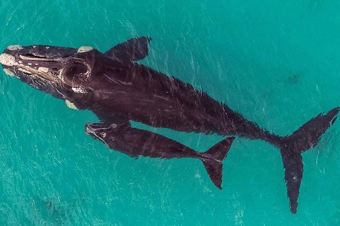 Dunsborough Whale Watching Eco Tour - Price, Value, and the Free Return Tour Safety Net