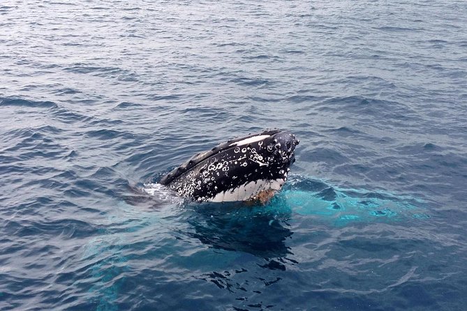 Dunsborough Whale Watching Eco Tour - Weather, Seasickness, and What to Bring