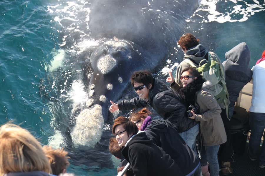 Dunsborough: Whale Watching Tour - Key Things I’d Plan Around