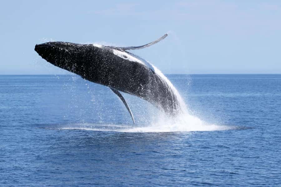 Dunsborough: Whale Watching Tour - Geographe Bay, the Migration Highway You’re Watching