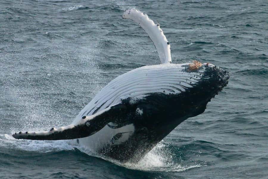 Dunsborough: Whale Watching Tour - The 150-Minute Flow: From Dunsborough Out to the Whale Grounds