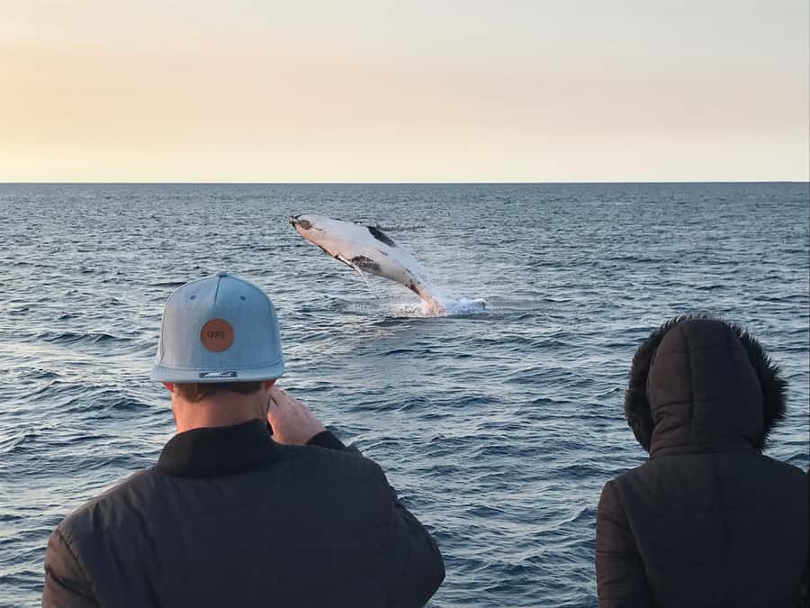 Dunsborough: Whale Watching Tour - What You’ll See Most: Humpback Whales and Calves