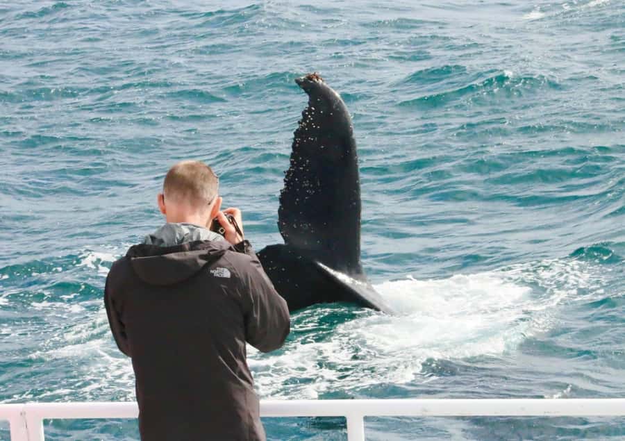 Dunsborough: Whale Watching Tour - Comfort, Sea Conditions, and Staying Ready for the Moment
