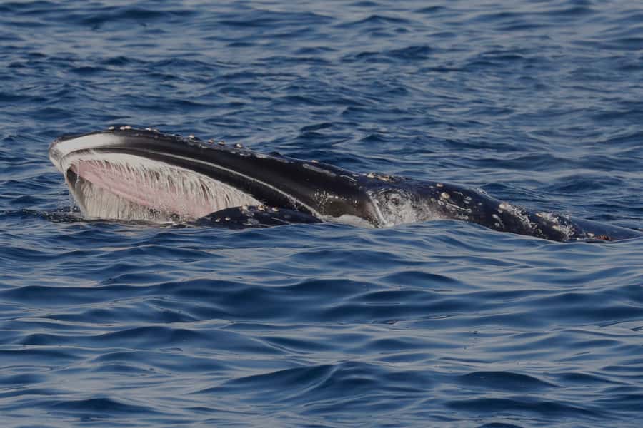 Dunsborough: Whale Watching Tour - Price and Value: What You’re Really Paying For