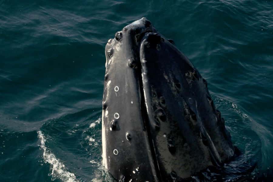 Dunsborough: Whale Watching Tour - Getting to the Ramp and Boarding Alison Maree