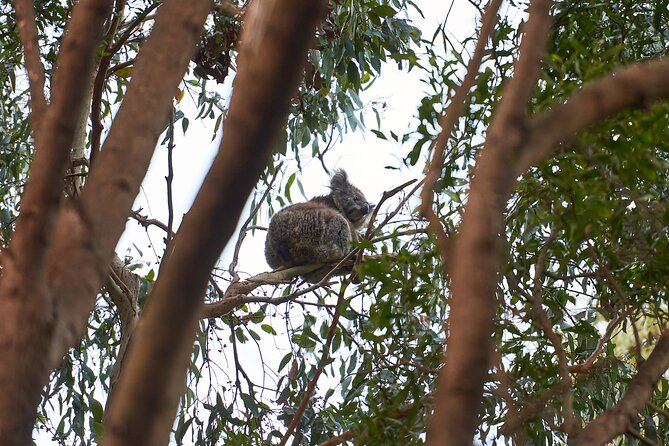 Dusk Discovery Tour - What you can spot at dusk: potoroos, bandicoots, pademelons, and more