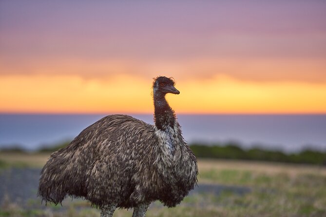 Dusk Discovery Tour - Your 90 minutes start at Apollo Bay, then it’s 1.4 km into the habitat