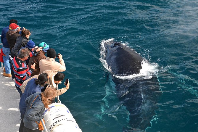 Educational Whale Watching Tour from Perth - Fremantle departure and why the two-hour format works
