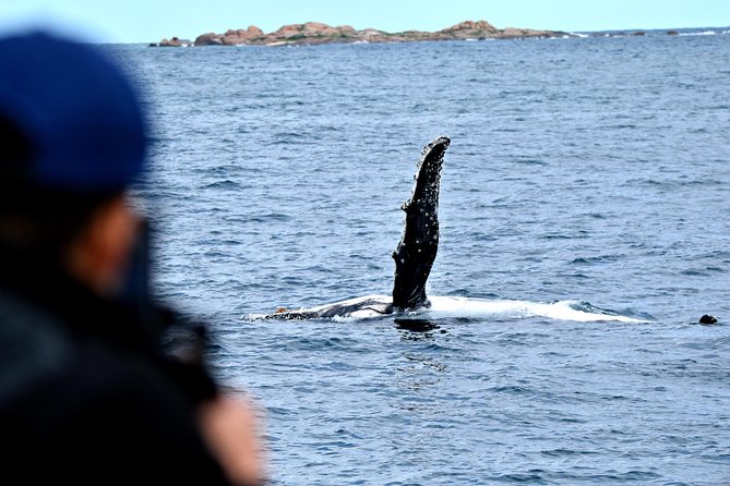 Educational Whale Watching Tour from Perth - The tech bonus: hydrophone sounds and underwater camera effects