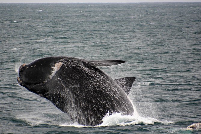 Educational Whale Watching Tour from Perth - Price and value: what you pay for, and what reduces your risk
