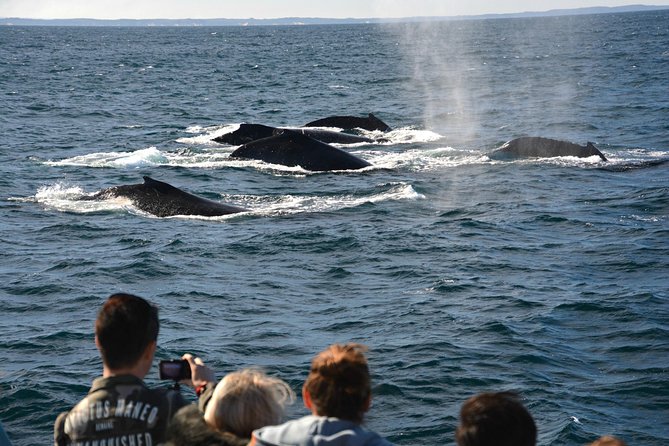 Educational Whale Watching Tour from Perth - The eco approach: observing whales without messing with them
