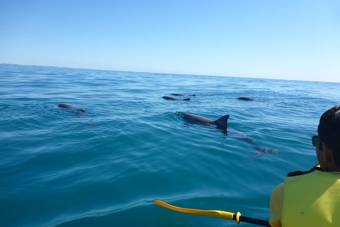 Epic Kayak With Dolphins & Wildlife - 4WD Beach Adventure Noosa - Double Island Point base: gear up, get your kayak basics right