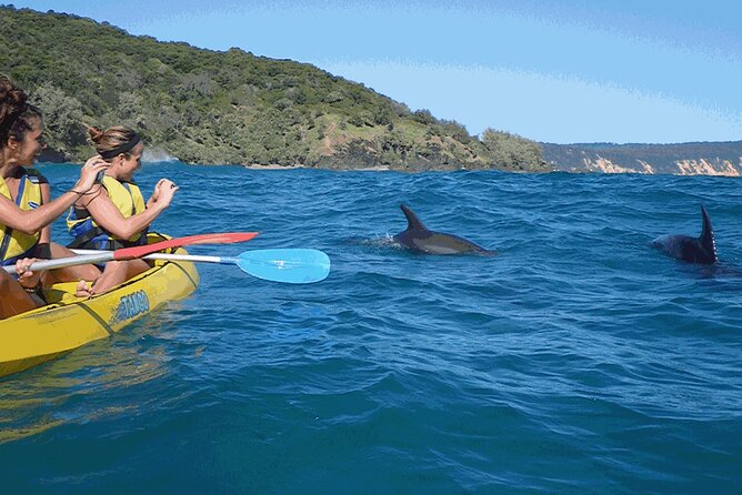 Epic Kayak With Dolphins & Wildlife - 4WD Beach Adventure Noosa - Kayaking for dolphins, whales, turtles, rays, and more