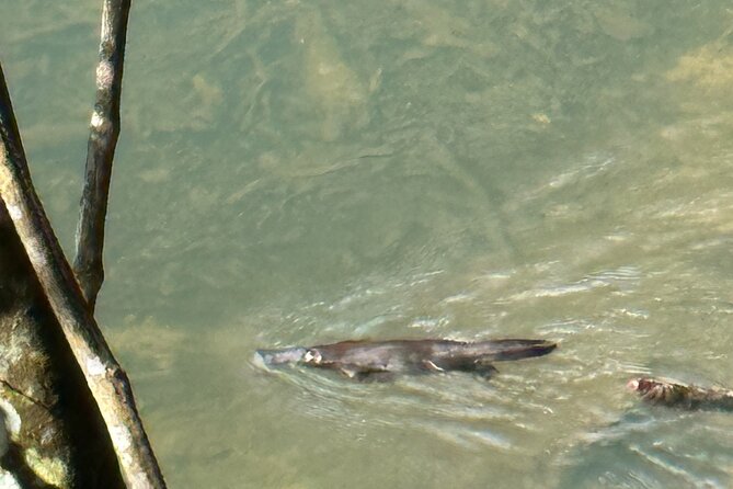 Eungella Platypus Tour - Price and value: is $114.04 a fair deal?