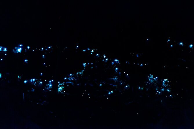 Evening Rainforest & Glow Worm Tour from Gold Coast - Evening Glow Worms from Surfers Paradise, without the big-tour chaos