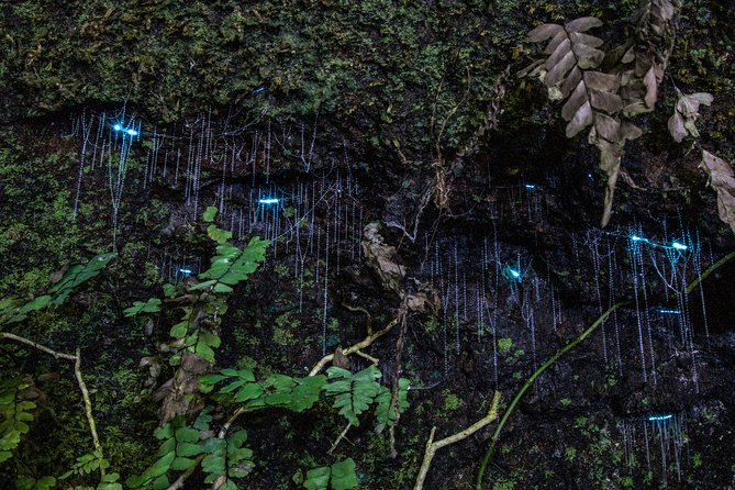 Evening Rainforest & Glow Worm Tour from Gold Coast - Price and logistics: what $85.35 really buys you