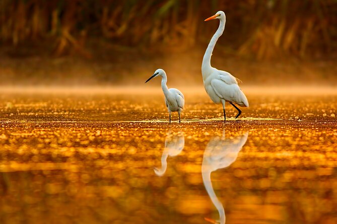 Everglades Explorer - Noosa Everglades Tour - Fig Tree Point: 600 m Rainforest Walk Or Canoe Time