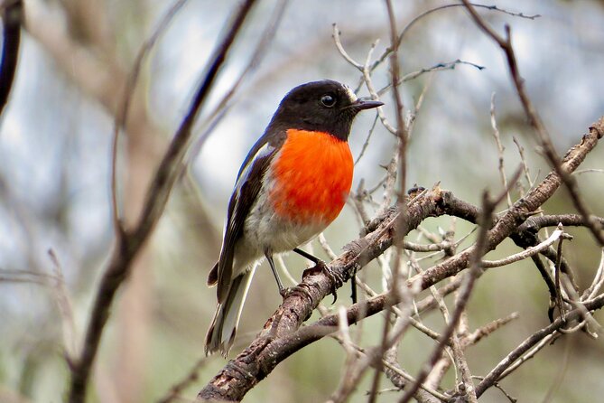 Exceptional Port Lincoln, Seafood and Wildlife Tour - Should you book this Port Lincoln seafood and wildlife day?
