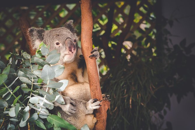Exclusive Blue Mountains Wildlife and Bushwalk Tour From Sydney - Wentworth Falls bushwalk: the short hike that makes the day feel real