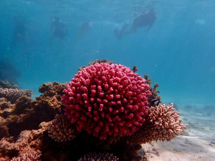 Exmouth: Guided Ningaloo Reef Snorkel Adventure - Food and beach shade: simple, helpful, and not an afterthought