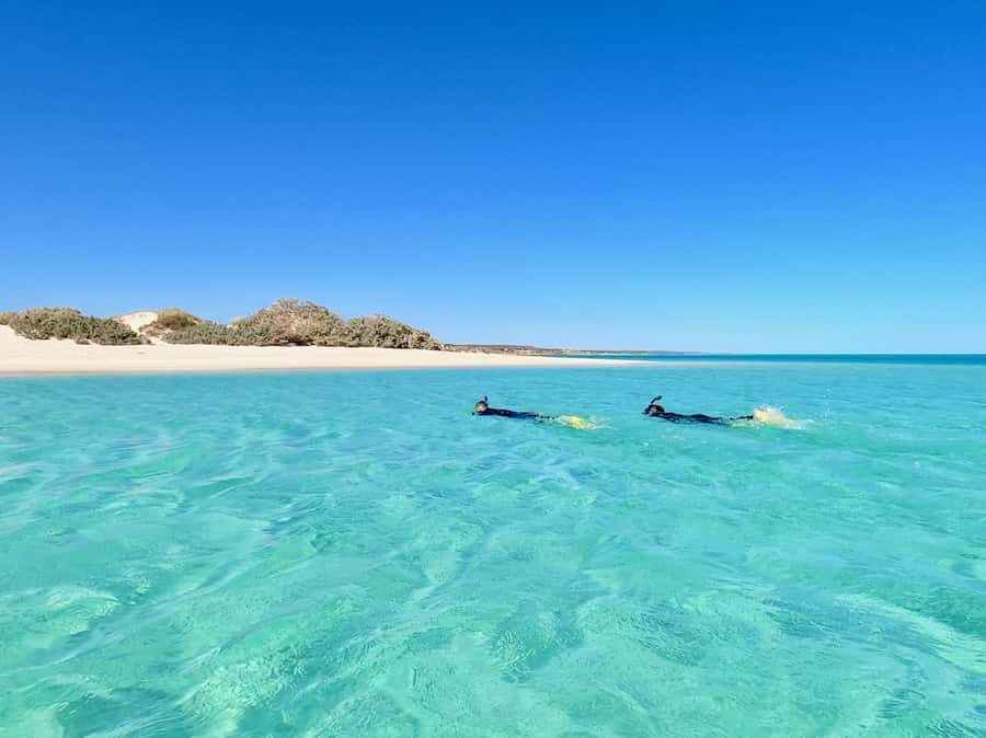Exmouth: Guided Ningaloo Reef Snorkel Adventure - Should you book this Ningaloo shore snorkel tour?
