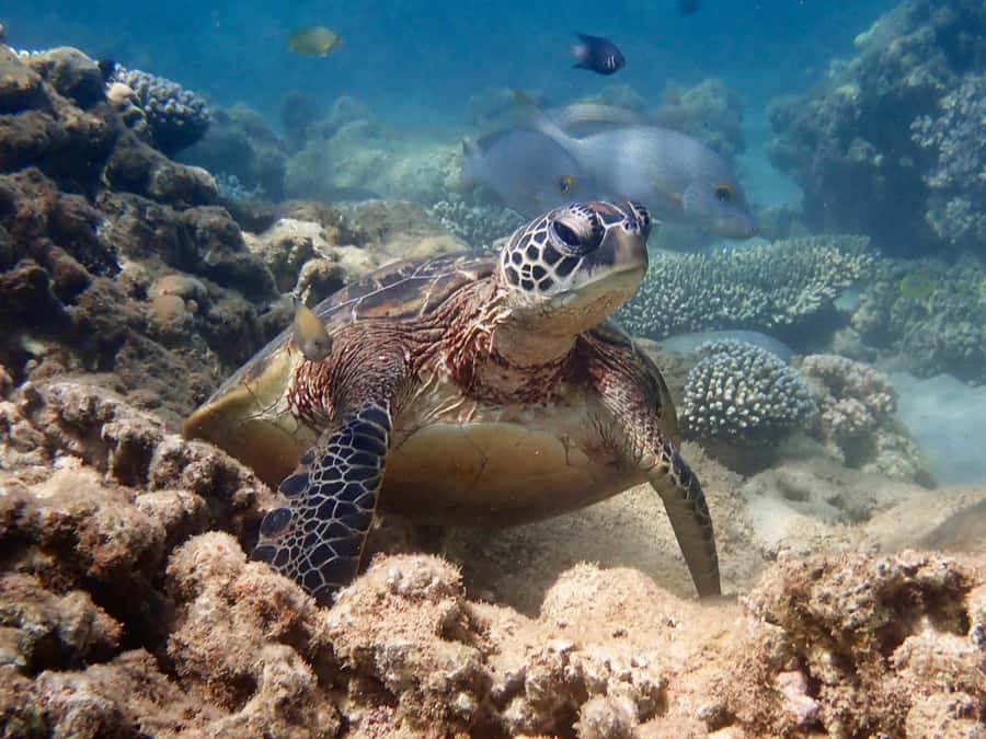Exmouth: Half Day Turtle Kayak & Snorkel Tour - Why Exmouth and Ningaloo Reef work so well for turtle snorkeling by kayak