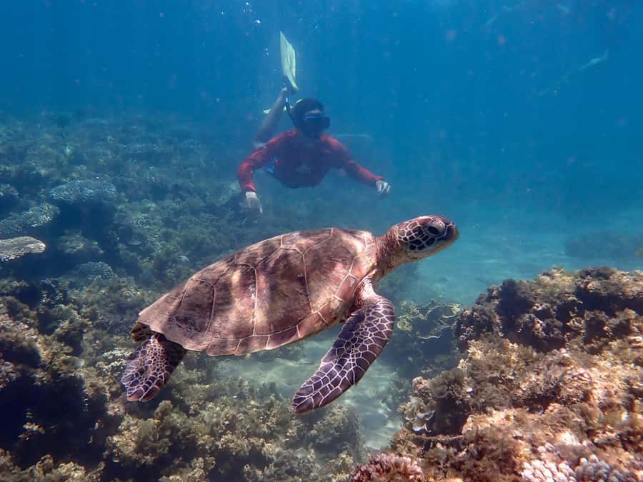 Exmouth: Half Day Turtle Kayak & Snorkel Tour - Should you book this turtle kayak and snorkel tour?