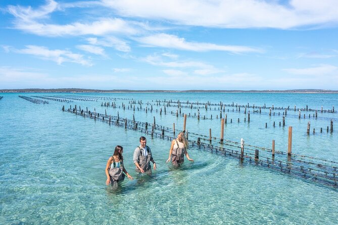 Experience Coffin Bay Oyster Farm and Bay Tour - Walking the oyster lease in waders, seeing how farming really works