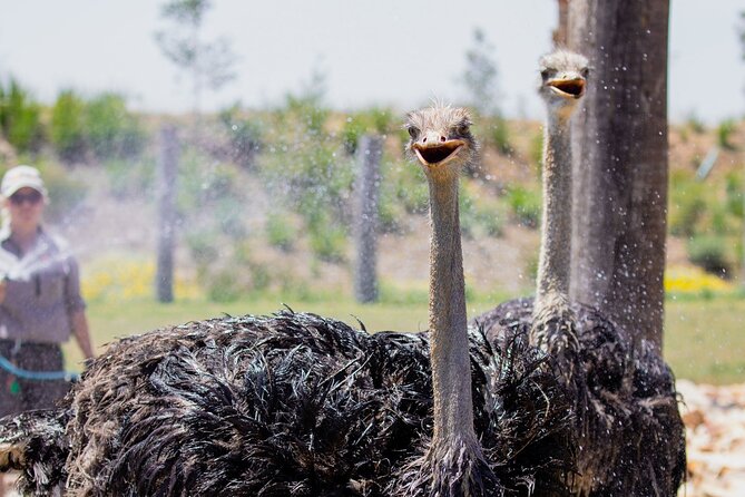 Featherdale Wildlife Park with Exclusive Private Transfers - Sydney Olympic Park and Sydney Harbour stops, what they add