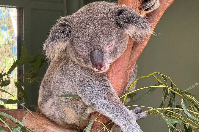Featherdale Wildlife Park with Exclusive Private Transfers - Koalas, kangaroos, and wombats, plus the optional parts