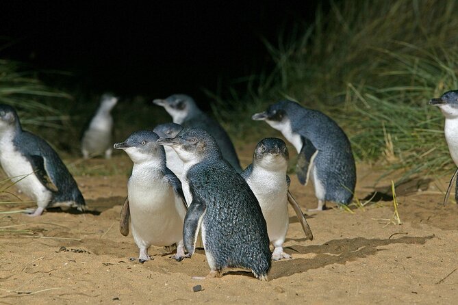 Featherdale Wildlife Park with Exclusive Private Transfers - What the tour length means for your day plan