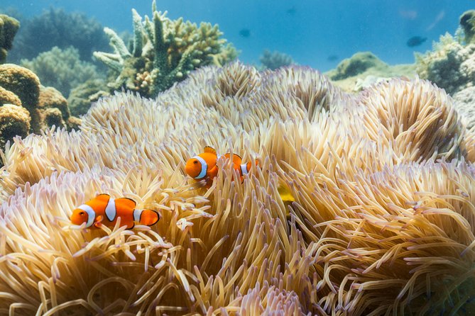 Fitzroy Island Day Tour from Cairns - Key things you’ll notice on this Fitzroy Island day tour