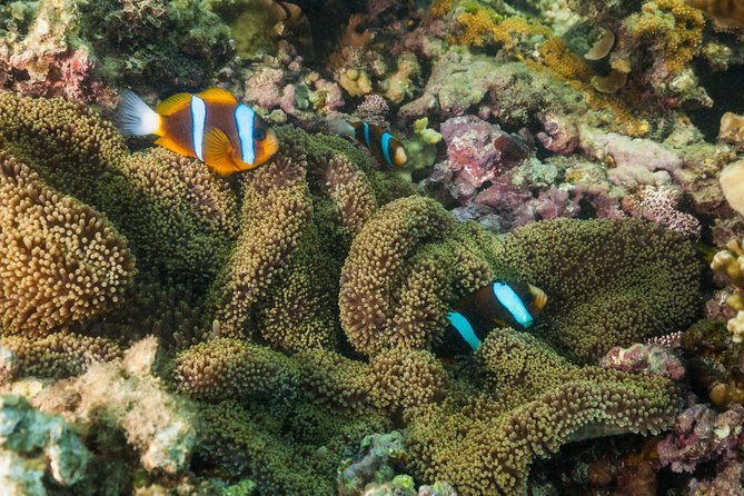 Fitzroy Island Day Tour from Cairns - Logistics that actually matter: reef shoes, time planning, and heat
