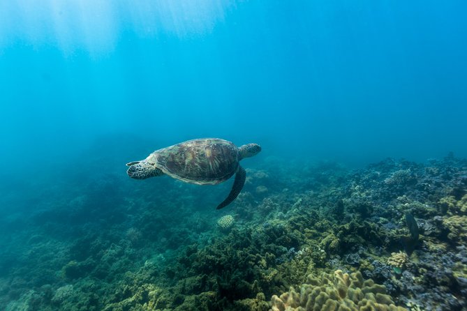 Fitzroy Island Day Tour from Cairns - Who this Fitzroy Island day tour is best for