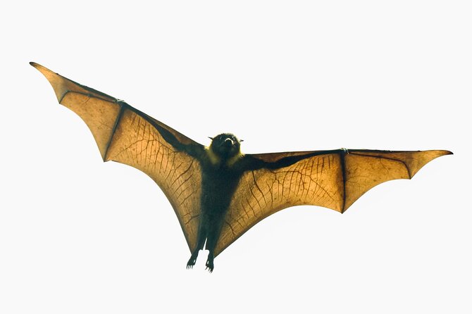 Flying Fox Experience, Thousands of Australia's Largest Bat - Quick take on the flying fox colony experience
