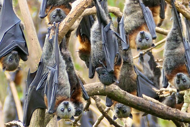 Flying Fox Experience, Thousands of Australia's Largest Bat - Guide Dave’s role: small group attention that makes it feel personal