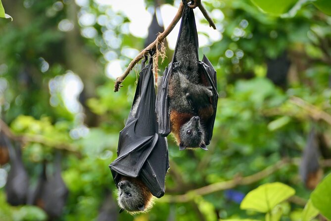 Flying Fox Experience, Thousands of Australia's Largest Bat - Snacks, water, and why that small comfort matters