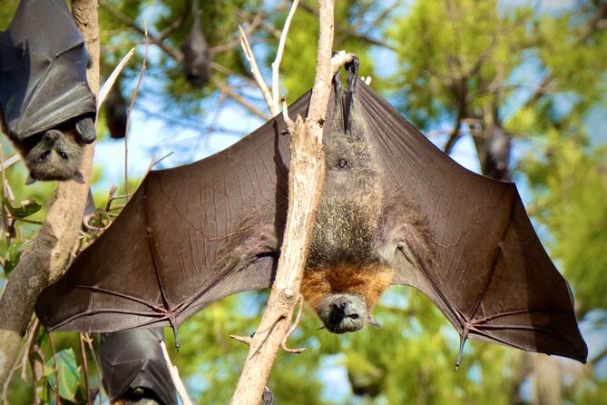 Flying Fox Experience, Thousands of Australia's Largest Bat - Photo help you can actually use on flying fox wings