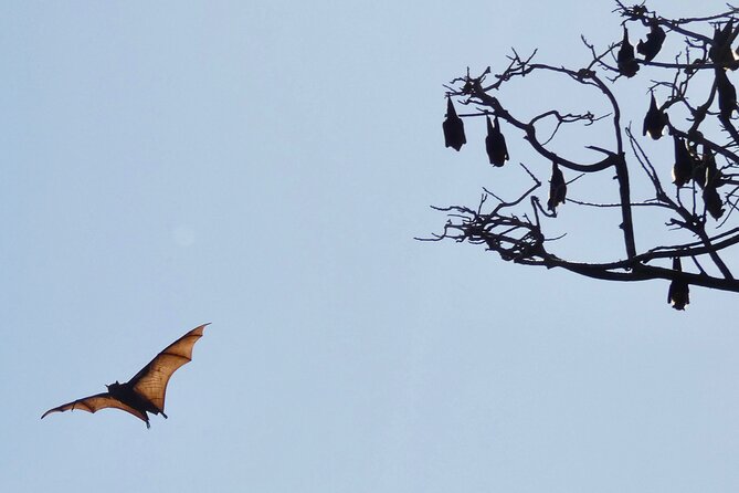 Flying Fox Experience, Thousands of Australia's Largest Bat - Why learning about endangered fruit bats changes the whole vibe