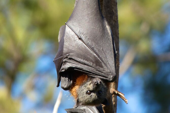 Flying Fox Experience, Thousands of Australia's Largest Bat - How the daytime timing affects what you might see