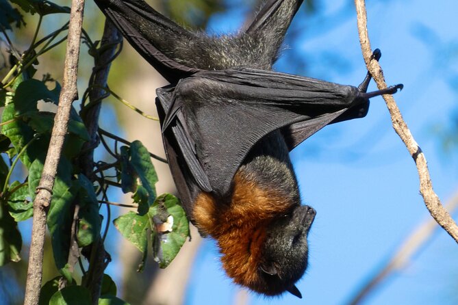 Flying Fox Experience, Thousands of Australia's Largest Bat - What you actually do with the bats: eye-level viewing and photo time